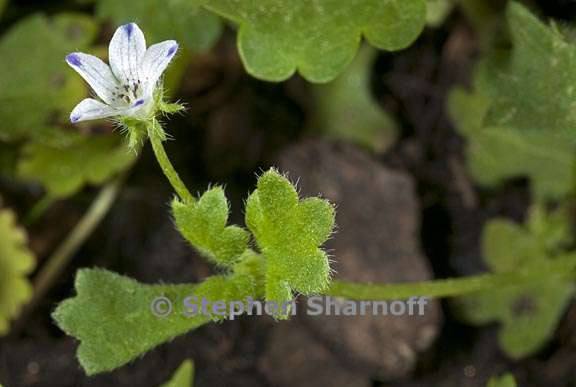 nemophila spatulata 1 graphic